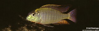 Lethrinops microstoma.jpg