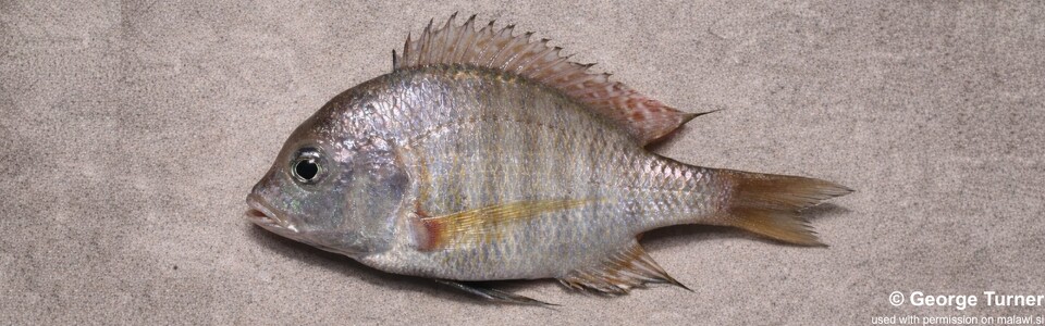 Lethrinops mylodon 'Nkhata Bay'