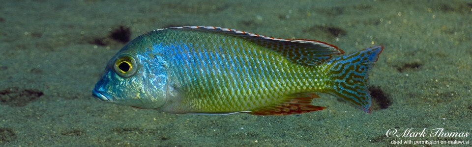 Lethrinops oculatus 'Mdowa'