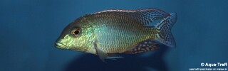 Lethrinops oculatus 'Chesese'.jpg