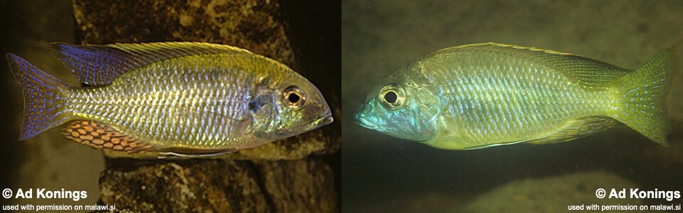 Lethrinops parvidens (unknown locality)