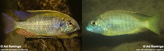 Lethrinops parvidens.jpg