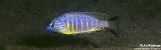 Lethrinops sp. 'auritus lion' Lions Cove.jpg