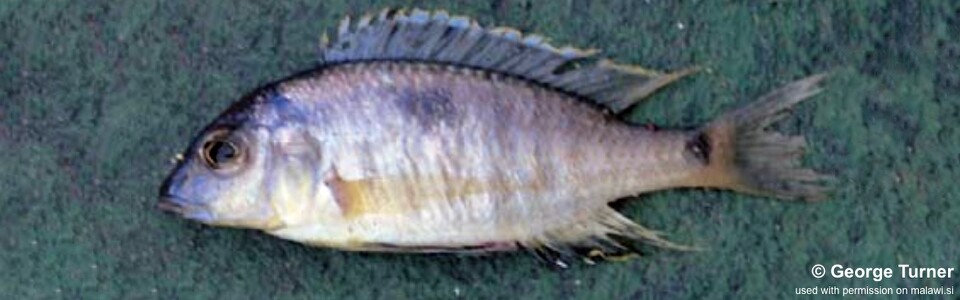 Lethrinops sp. 'domira blue' South East Arm
