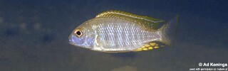 Lethrinops sp. 'longimanus likoma' Mara Point.jpg