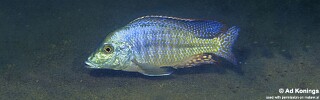 Lethrinops sp. 'longipinnis ntekete' Ntekete.jpg