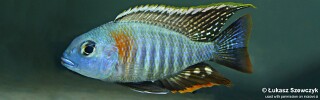 Lethrinops sp. 'mbasi'.jpg