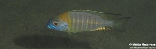 Lethrinops sp. 'nyassae' Lion's Cove.jpg