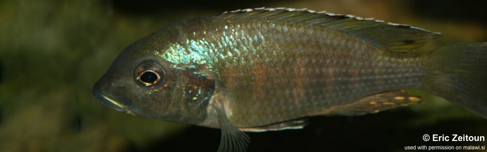 Lethrinops sp. 'red bar' (unknown locality)