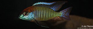 Lethrinops sp. 'red cap' Itungi.jpg