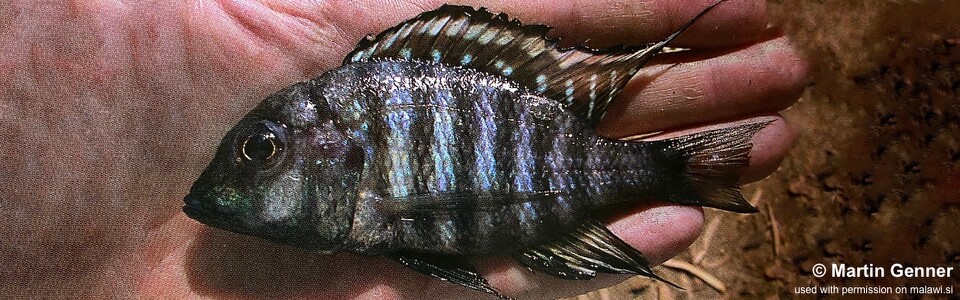 Lethrinops sp. 'zebra' Nkhata Bay