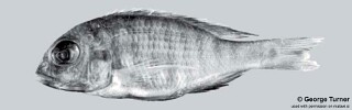Lethrinops sp. &#39;big head&#39; South East Arm