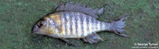 Lethrinops sp. &#39;blue orange&#39; South East Arm