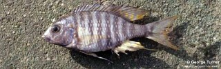 Lethrinops sp. &#39;dark&#39; South East Arm