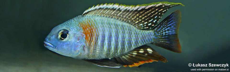 Lethrinops sp. 'mbasi' (unknown locality)