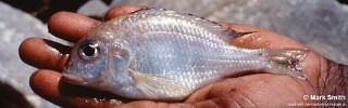 Lethrinops sp. &#39;mbenji deep&#39; Mbenji Island