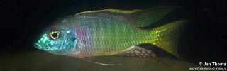 Lethrinops sp. &#39;mdoka red&#39; Mdoka