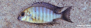 Lethrinops sp. &#39;oliveri&#39; South East Arm