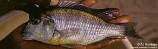 Lethrinops sp. &#39;yellow chest&#39; Senga Bay