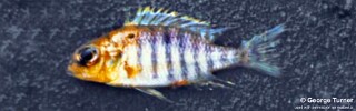 Lethrinops sp. &#39;yellow&#39; South East Arm