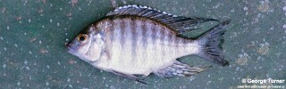 Lethrinops stridei 'South East Arm'.jpg