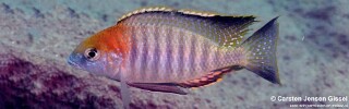 Lethrinops turneri 'Mazinzi Reef'.jpg