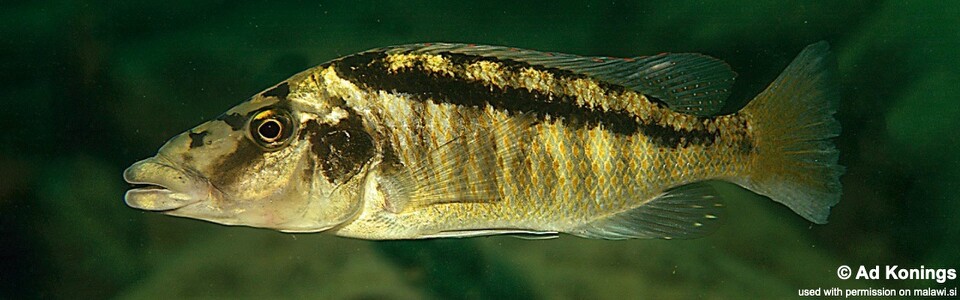 Lichnochromis acuticeps 'Gome Rocks'