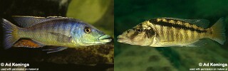 Lichnochromis acuticeps