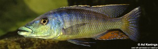 Lichnochromis acuticeps.jpg