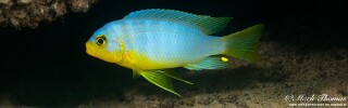 Maylandia aurora 'Jumbo Island'.jpg