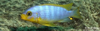 Maylandia aurora 'Mitande Reef (Rocks)'.jpg