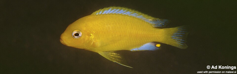 Maylandia barlowi 'Mbenji Island'<br><font color=gray>Metriaclima barlowi 'Mbenji Island'</font> 