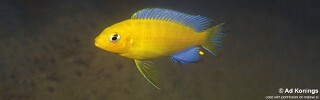 Maylandia barlowi 'Chidunga Rocks'.jpg