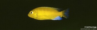 Maylandia barlowi 'Luwala Reef'.jpg