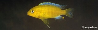 Maylandia barlowi 'Nankoma Island'.jpg