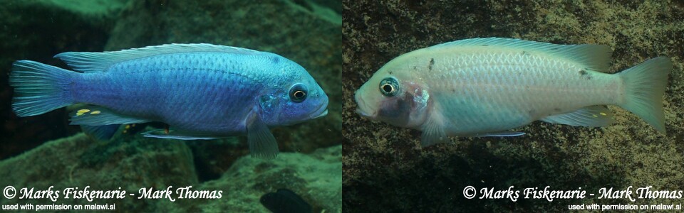 Maylandia callainos 'Mitande Reef (Rocks)'<br><font color=gray>Metriaclima callainos 'Mitande Reef (Rocks)'</font> 
