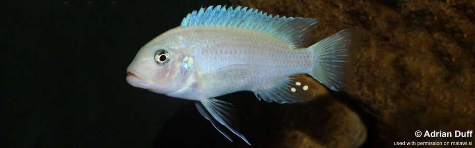 Maylandia callainos 'Ndonga'<br><font color=gray>Metriaclima callainos 'Ndonga'</font> 