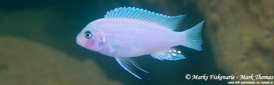 Maylandia callainos 'Pombo Rocks'<br><font color=gray>Metriaclima callainos 'Pombo Rocks'</font> 
