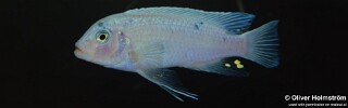 Maylandia callainos 'Mkondiwa Reef'.jpg