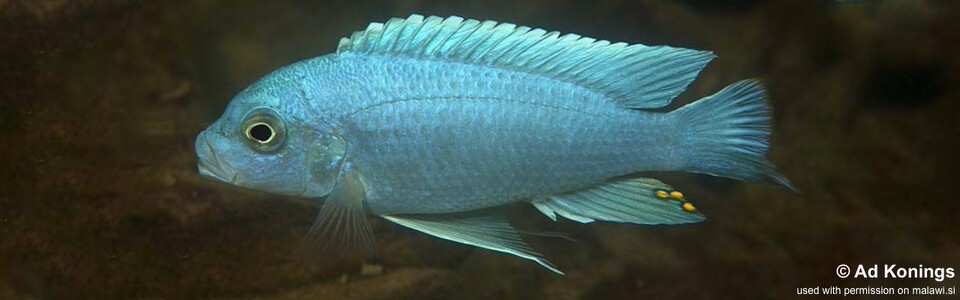 Maylandia chrysomallos 'Chiofu'<br><font color=gray>Metriaclima chrysomallos 'Chiofu'</font> 