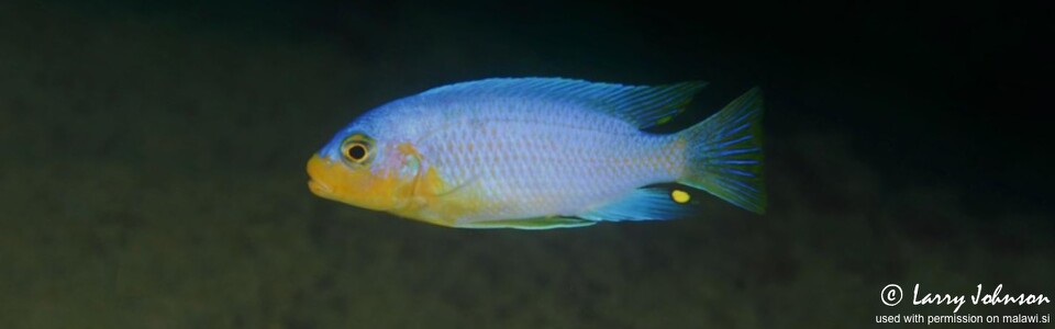 Maylandia chrysomallos 'Malopa'<br><font color=gray>Metriaclima chrysomallos 'Malopa'</font> 
