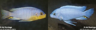 Maylandia chrysomallos