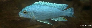 Maylandia chrysomallos 'Chiofu'.jpg