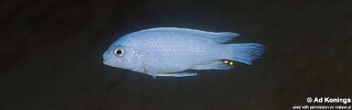 Maylandia chrysomallos 'Narungu'.jpg