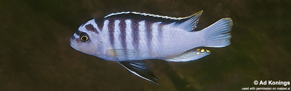 Maylandia cyneusmarginata 'Nkhomo Reef'<br><font color=gray>Metriaclima cyneusmarginatum 'Nkhomo Reef'</font> 