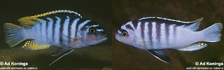 Maylandia cyneusmarginata