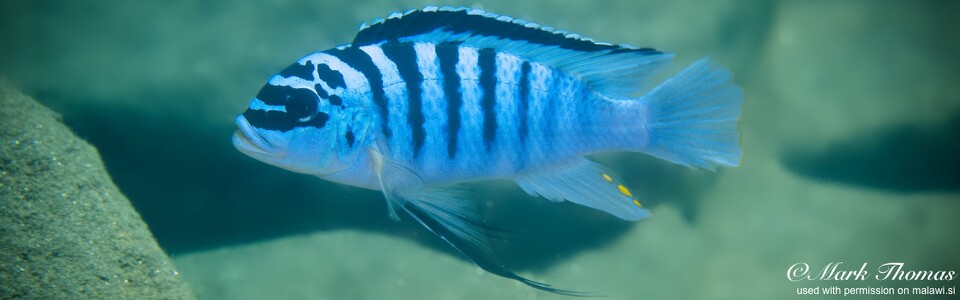 Maylandia fainzilberi 'Chewere'<br><font color=gray>Metriaclima fainzilberi 'Chewere'<br>Metriaclima sp. 'zebra chilumba' Chewere</font>