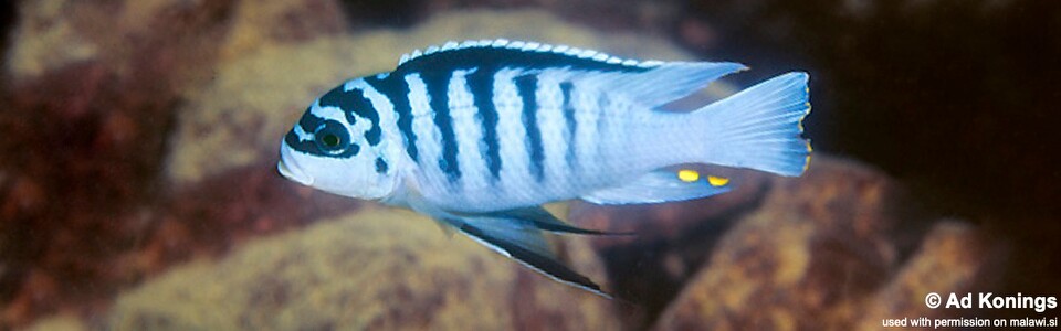 Maylandia fainzilberi 'Chitande Island'<br><font color=gray>Metriaclima fainzilberi 'Chitande Island'<br>Metriaclima sp. 'zebra chilumba' Chitande Island</font>