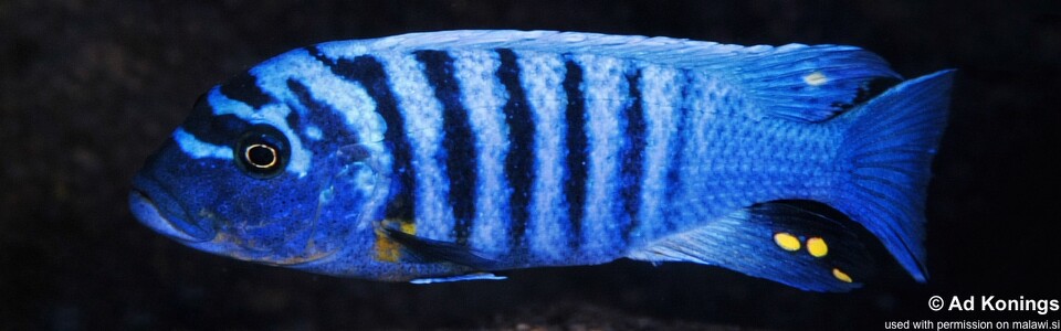Maylandia fainzilberi 'Kakusa'<br><font color=gray>Metriaclima fainzilberi 'Kakusa'</font>