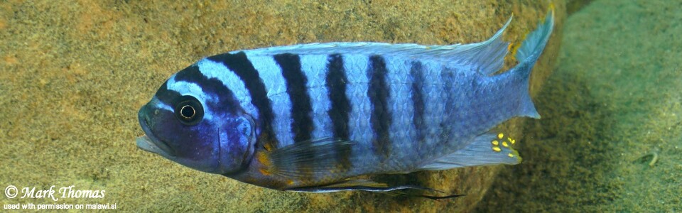 Maylandia fainzilberi 'Lifuma'<br><font color=gray>Metriaclima fainzilberi 'Lifuma'</font> 